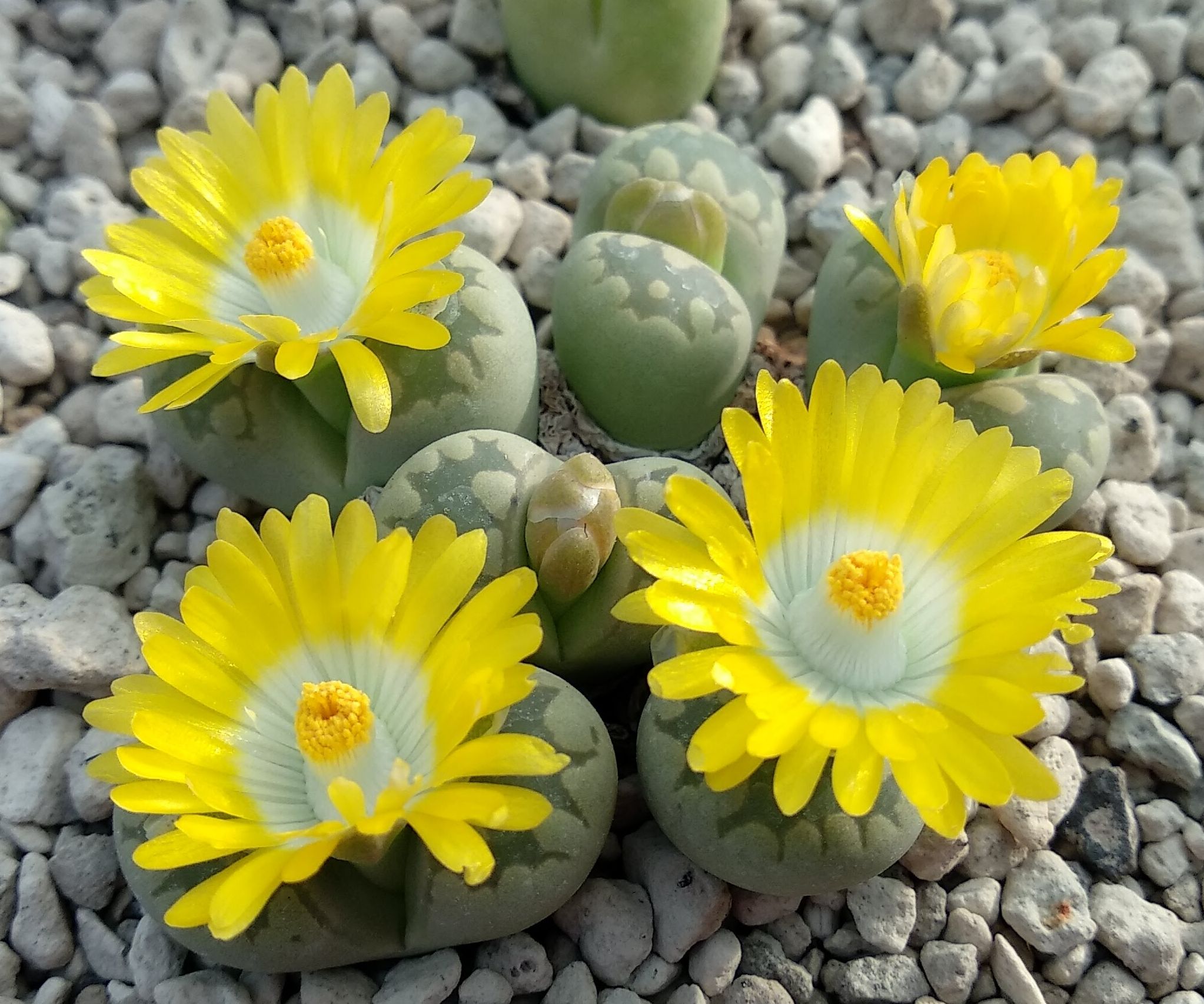 Succseed Lithops Otzeniana Cv Aquamarine C A