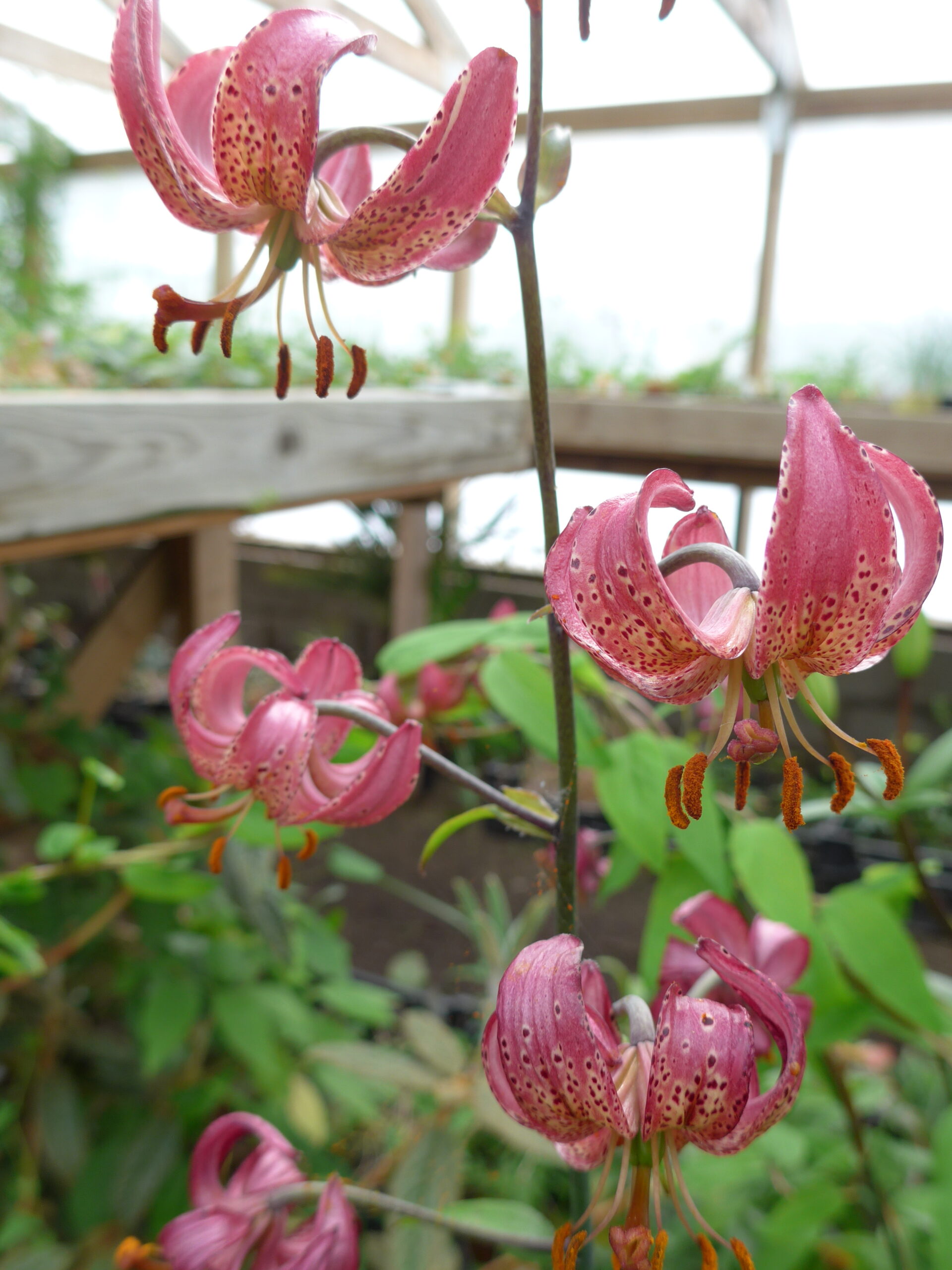 Lilium Martagon Hybr Manitoba Morning Spezialplant Nu