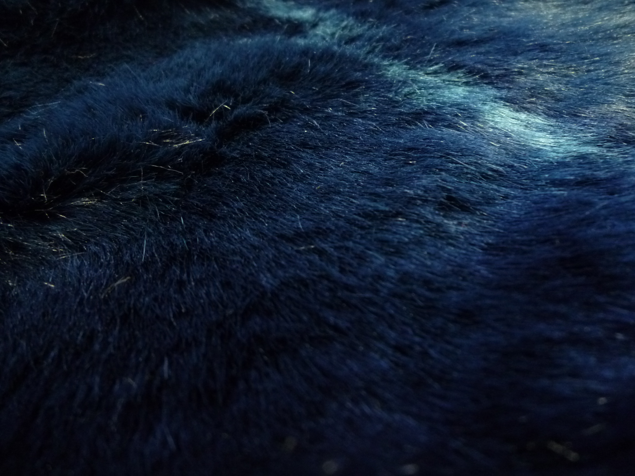 Lupo Blue