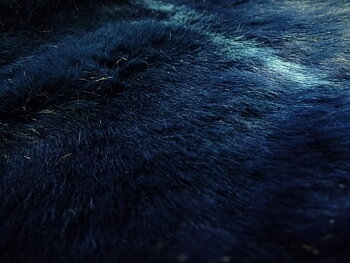 Lupo Blue
