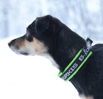 HALSBAND polstrad halvstryp med 25mm BJÖRKIS BAND