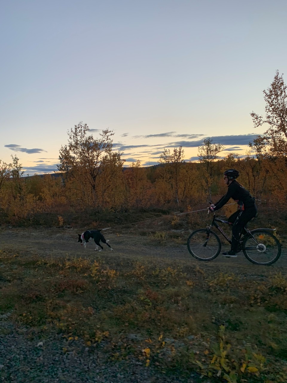 TOLKLINA nylonrep med Reflex med expander, 1-hund. Pistolkarbinhake i mässing - 3
