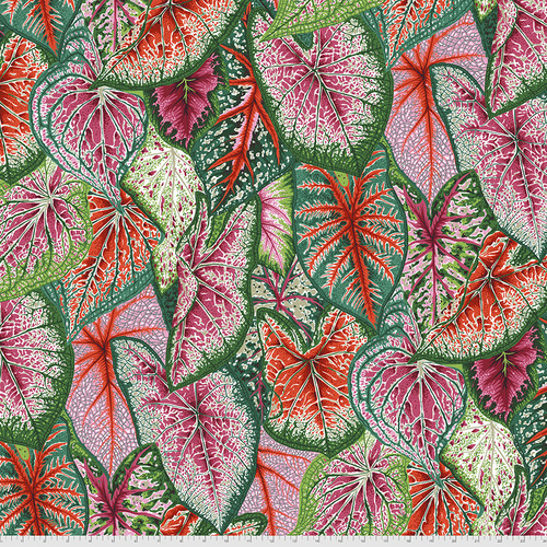 Philip Jacobs Caladiums Bright