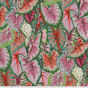 Philip Jacobs Caladiums Bright