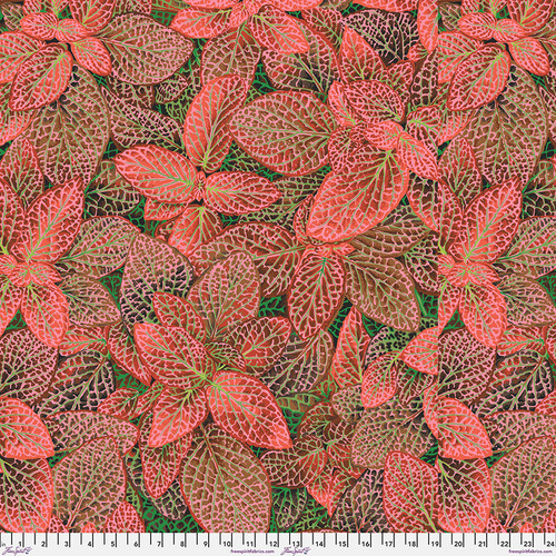 Kaffe Fassett Coll  Fittonia
