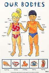 Our bodies