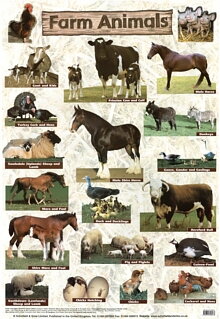 Farm Animals