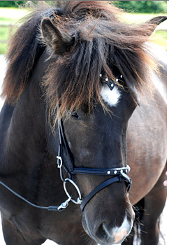 Nordic-horse Kombinosgrimma 5 klara stenar i swarovski 
