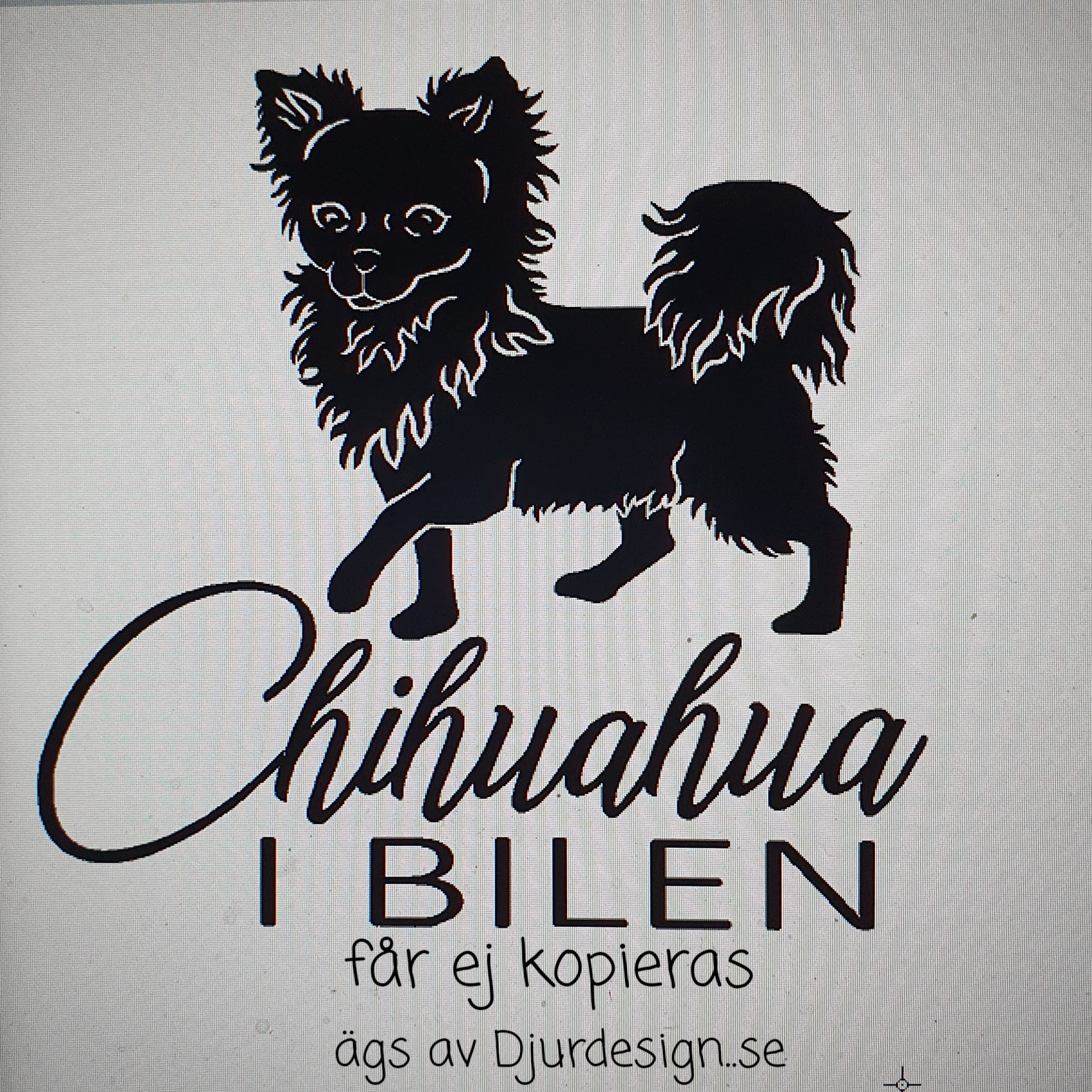 Chihuahua & texten "Chihuahua i Bilen"  16 x 15.5 cm klisterdekal för bilen .