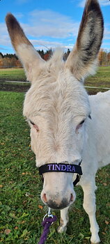 Fina åsnan Tindra i sin nya grimma, så söt