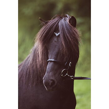 5 Nordic Horse Högnosgrima med 5 klara stenari swarovski, Populärt.