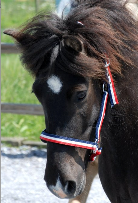 Nordic-horse Grimmor till ponny eller unghästar blå vit röd  med mässings spänne