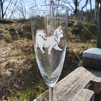 Nr 7  Graverad Chihuahua champange glas 