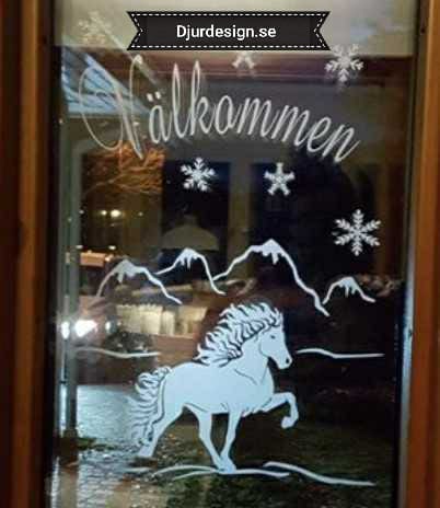 NR 41 Välkommen & islandshäst 