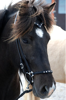 Nordic-Horse Populärt Nackstycke med V-pannband  5 klara stenar i swarovski 