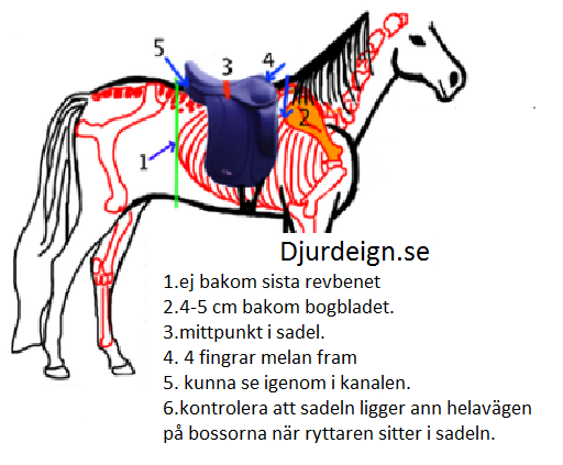 Info om EQUES SADLAR Sadelbom m.m - 5