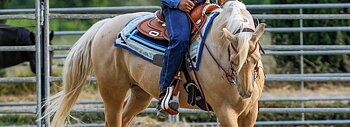 Westernsadlar