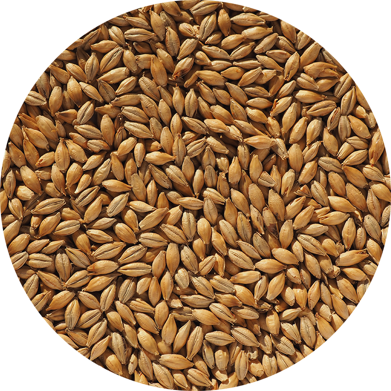 Maris Otter Ale Malt (Crisp), hel, pall 40x25 kg - 2