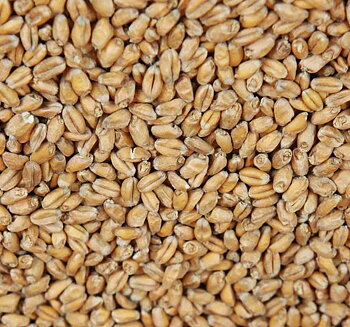 Floor Malted Bohemian Wheat (Weyermann®), whole, 25 kg