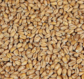 Wheat Malt - pale (Weyermann®), whole, 1 kg