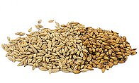 Malt