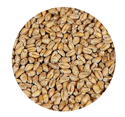 Wheat