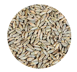 Rye