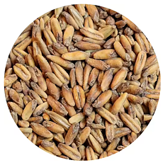Oats