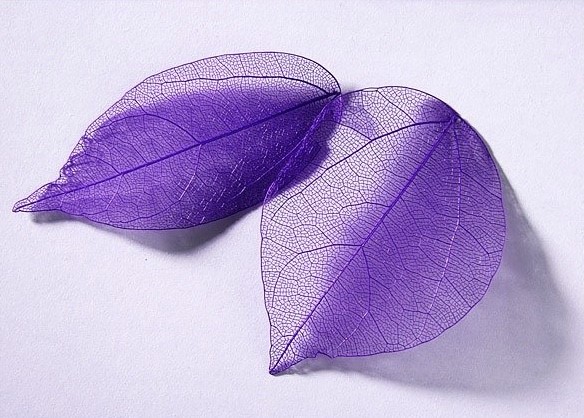sr136 Colour leaf violet