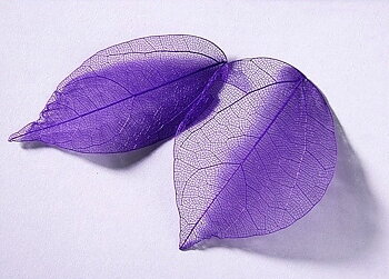 sr136 Colour leaf violet