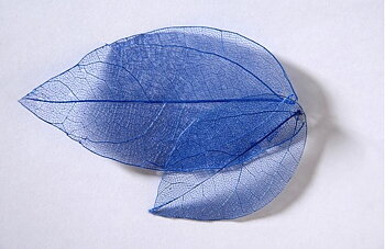 sr135 Colour leaf blue