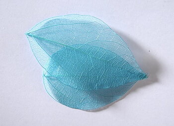 sr134 Colour leaf light blue