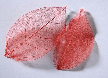 sr130 Colour leaf red 