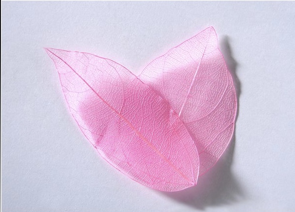sr128 Colour leaf pink 