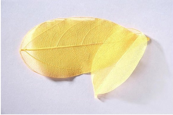 sr126 Colour leaf yellow