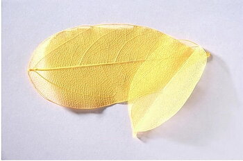 sr126 Colour leaf yellow