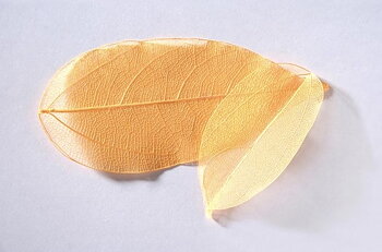 sr127 Colour leaf orange 