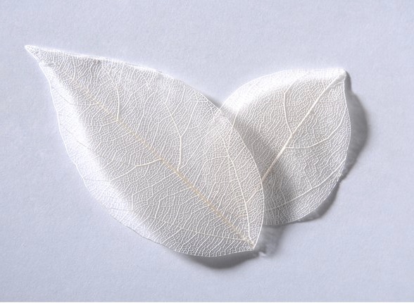 sr125 Colour leaf white