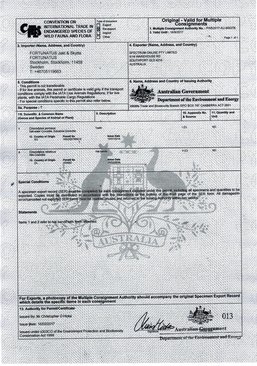 Halssmycke Krokodiltand - Med CITES-intyg - 3