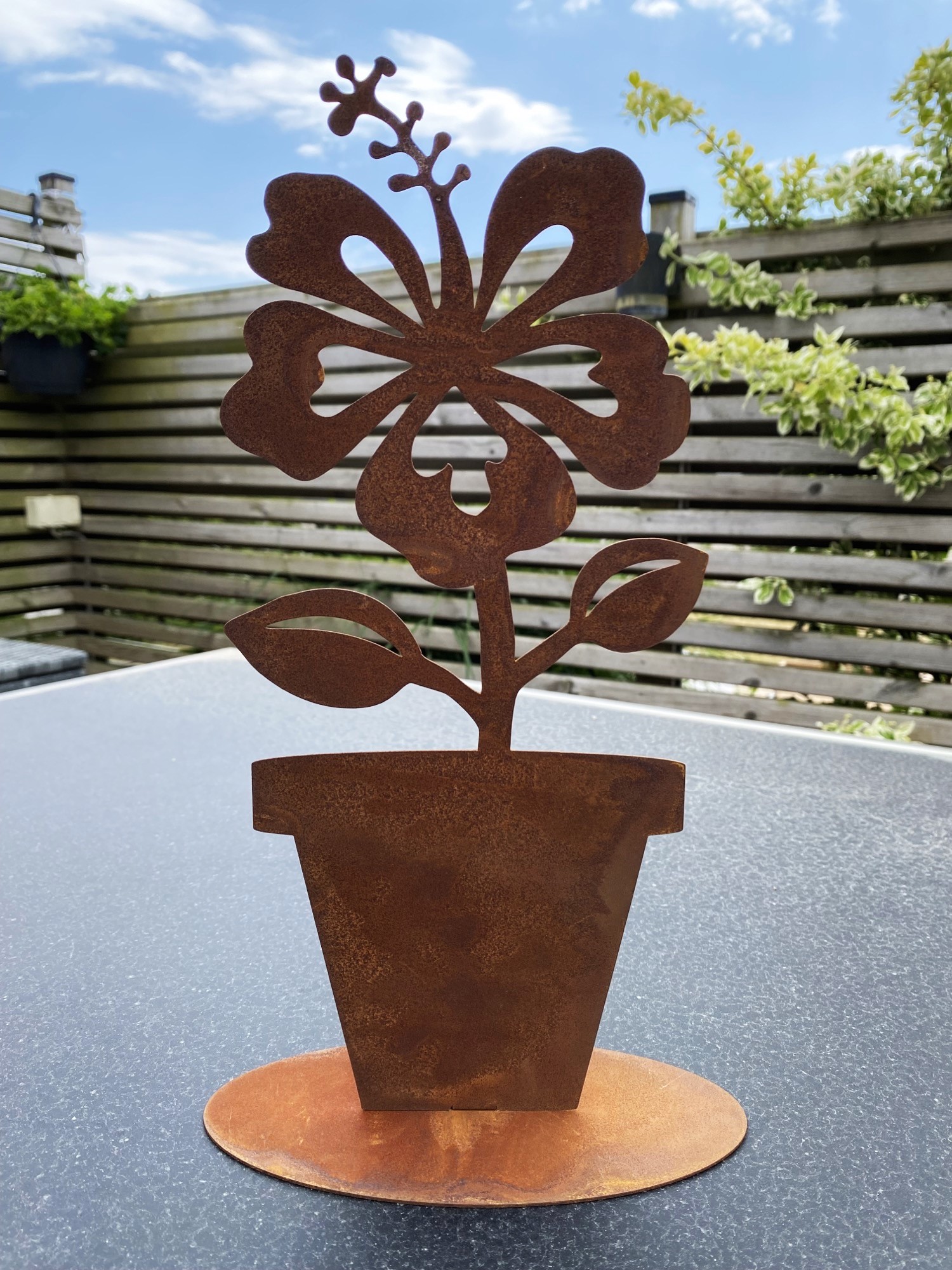 Hibiskus i kruka