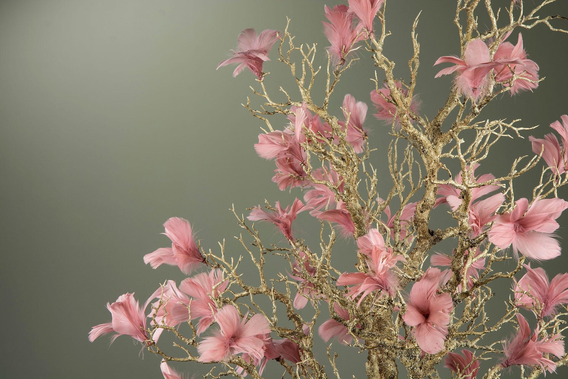 Fjäderblomma - Gammelrosa  - 3