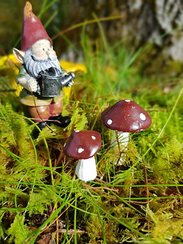 Flugsvamp mix 3-pack