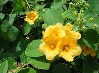 Bala - Sida cordifolia eko. (Sammetsmalva)