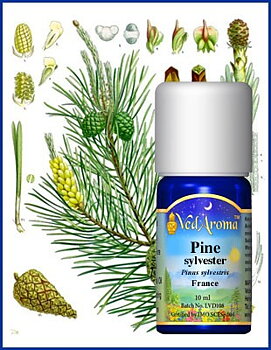 Pine Sylvester org.