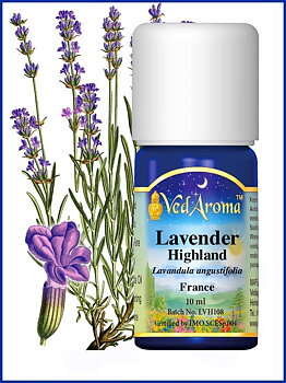Lavender highland