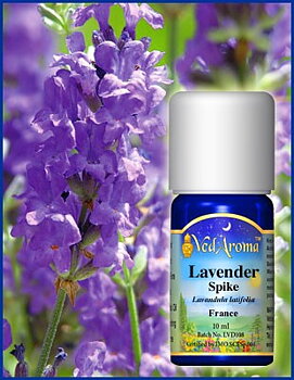 Lavender spike org.
