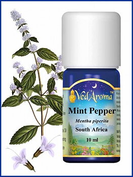 Mint- Peppermint org.