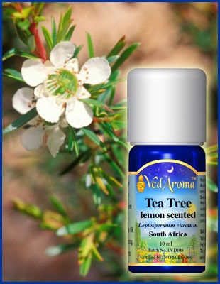 Tea tree (citron-doftande) eterisk olja eko. 10 ml
