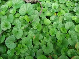 Gotu kola - Centella asiatica eko.