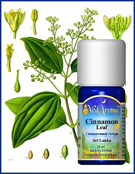 Cinnamon (leaf) Essential Oil org. 10 ml